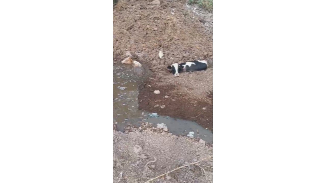 Balçığa Saplanan 3 İnek Zorlu Çalışmayla Kurtarıldı