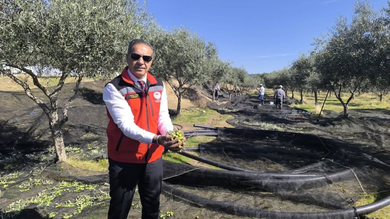 Aydın, Zeytincilikte Türkiye’nin Zirvesinde