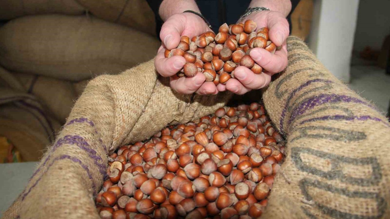 Giresun’da Fındık Fiyatları Haftayı 315 Liradan Kapattı