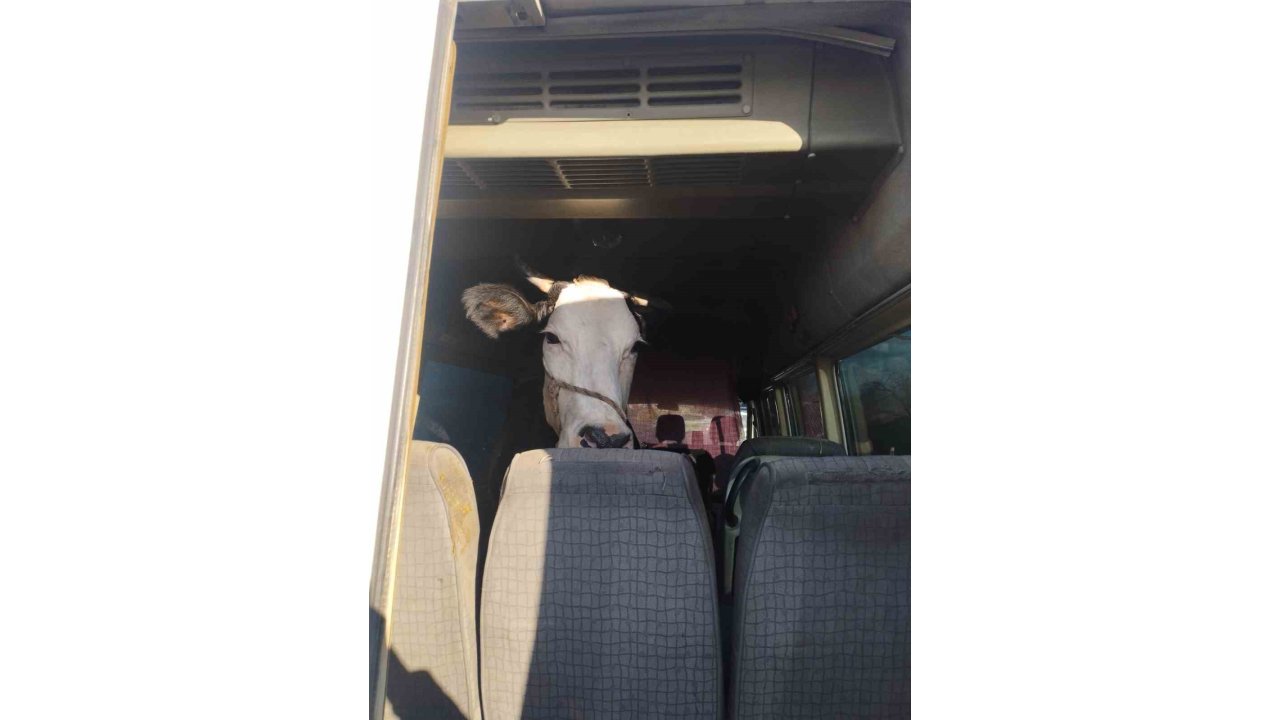 Didim’den Kaçan Hayvan Hırsızları Konya’da Yakalandı