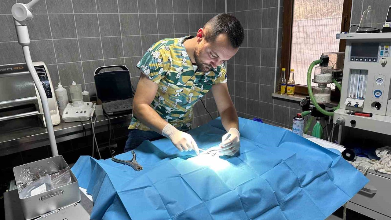 Osmaneli’nde Olta İğnesi Batmış Kedi Kurtarıldı