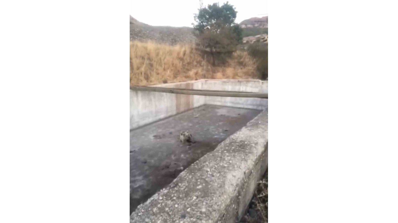 Bingöl’de Sulama Havuzuna Düşen Yavru Ayı Kurtarıldı