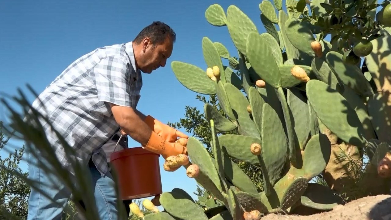 Kurak Tarlalardan Gelen Lezzet: Dikenli İncir Dondurmaya Dönüştü