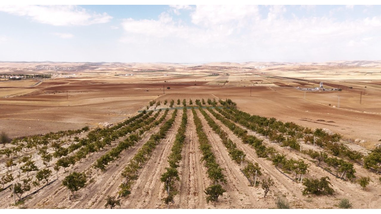 Mardin’in Beyaz Toprakla Mayalanan Meşhur Üzüm Pekmezi Coğrafi İşaret Yolunda