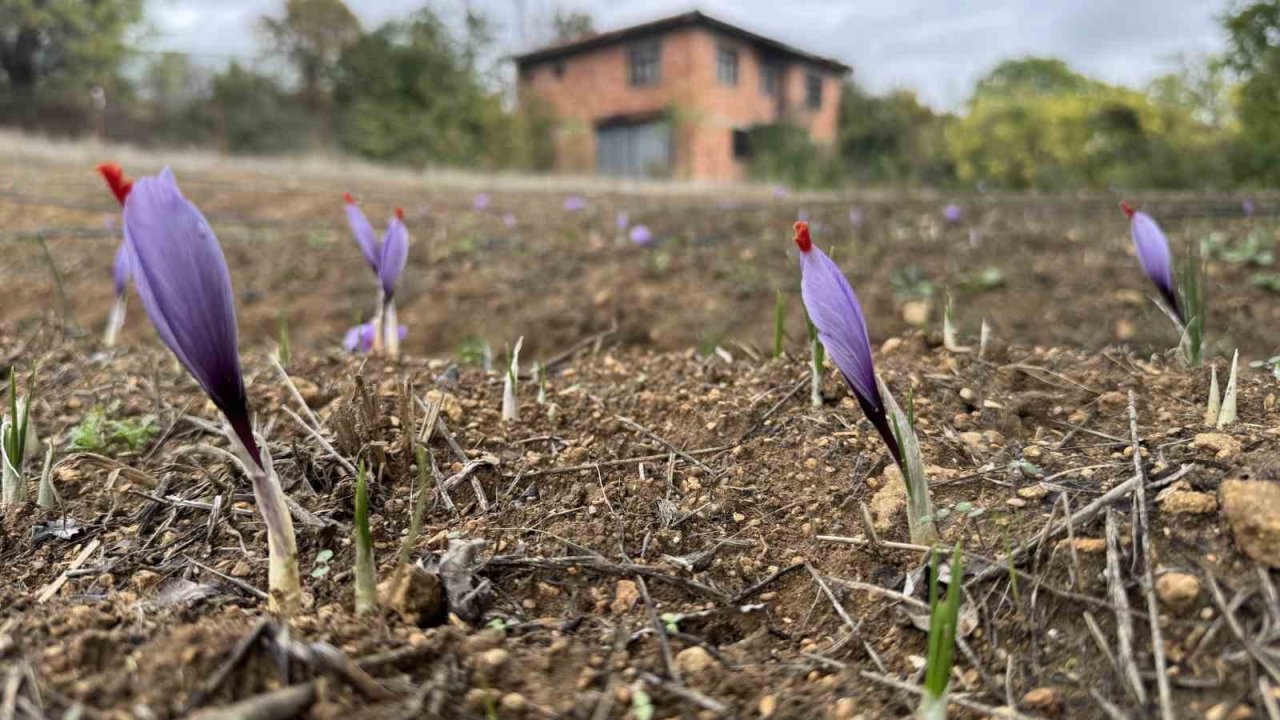 Soğuk Hava Dünyanın En Pahalı Baharatında Erken Çiçek Açtırdı