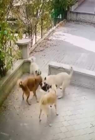 Kediye Saldıran Köpek Sürüsü Kameraya Yansıdı