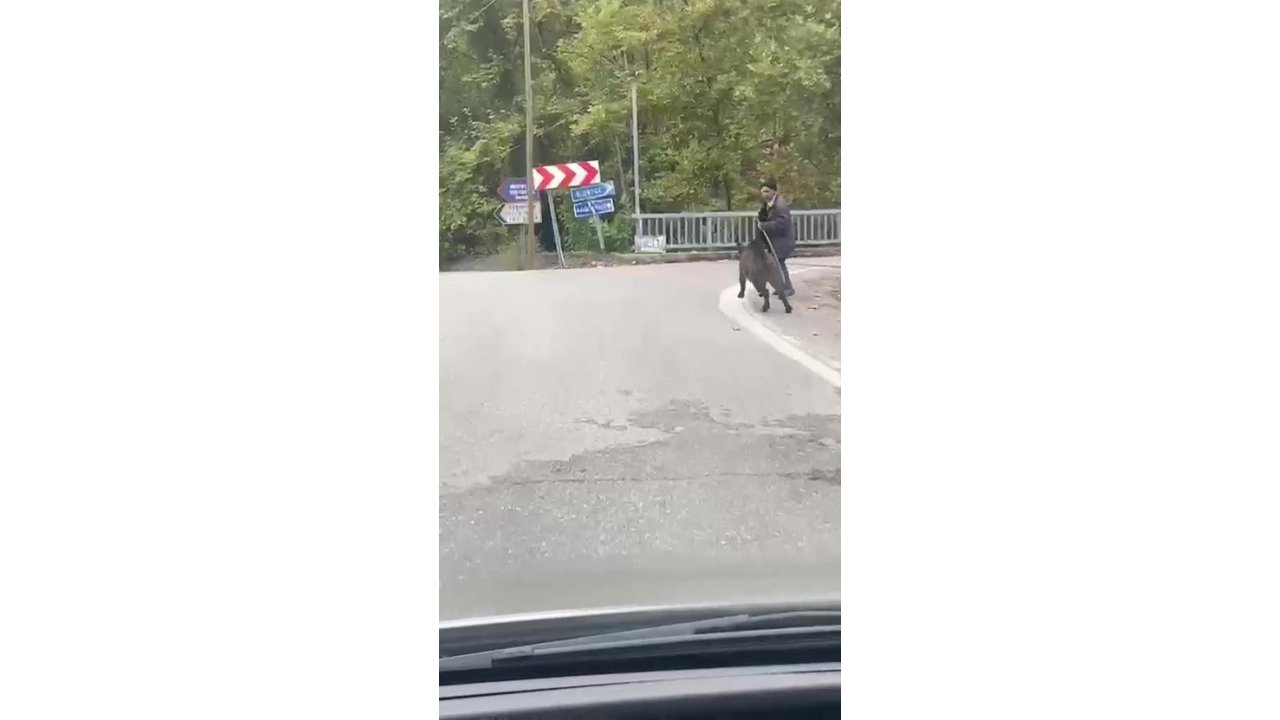 Yaşlı Adam, Üzerine Koşan Domuzdan Son Anda Kurtuldu
