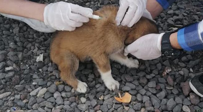 Hayvan Barınağımızda Hayvanlarımızın Tedavilerini Yapmaktayız