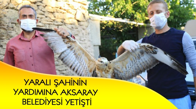 YARALI ŞAHİNİN YARDIMINA AKSARAY BELEDİYESİ YETİŞTİ