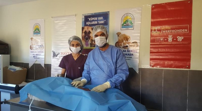 Belediyemizin Kısırlaştırma Çalışmasına Destek