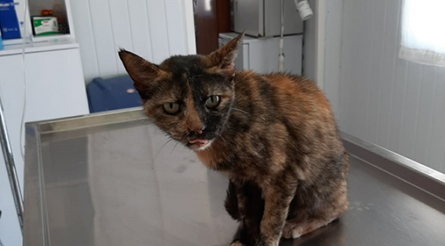 KEDİNİN YEMEK BORUSUNA HAYATİ OPERASYON