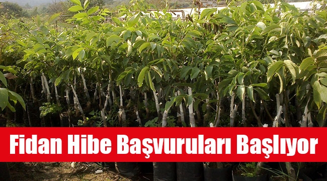 Fidan Hibe Başvuruları Başlıyor