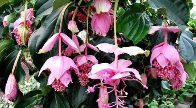 Medinilla Çiçeğinin Bakımı Nasıl Yapılır?