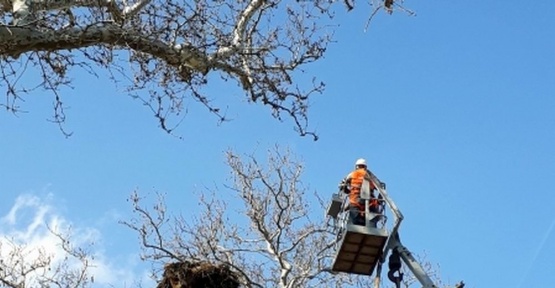 Anıt ağaçlar usulüne uygun budanıyor