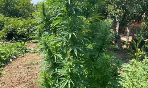 Çubuk'ta 40 kök Hint keneviri ve 354 gram esrar ele geçirildi