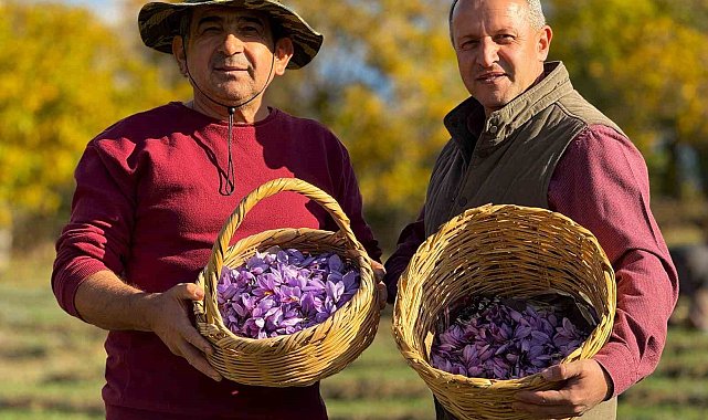 AB tescilli safranın hasadı sürüyor