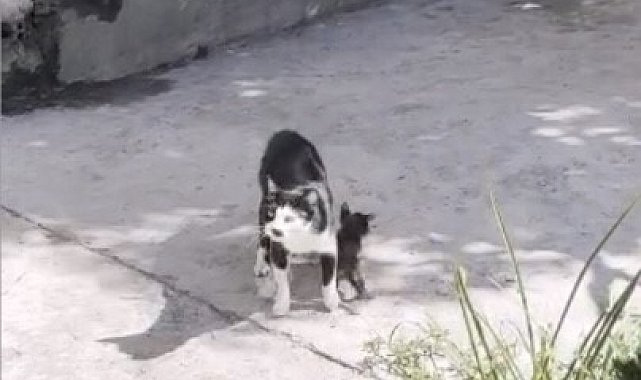 Anne kedinin çukur başındaki nöbeti duygulandırdı