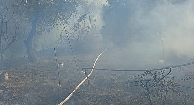 Antakya'da zeytinlik alanda yangın