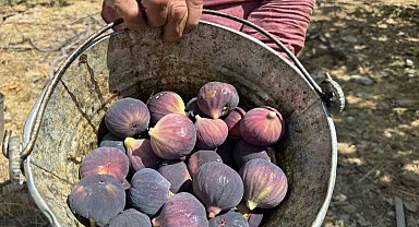 Antalya'da siyah incir hasadında sona gelindi