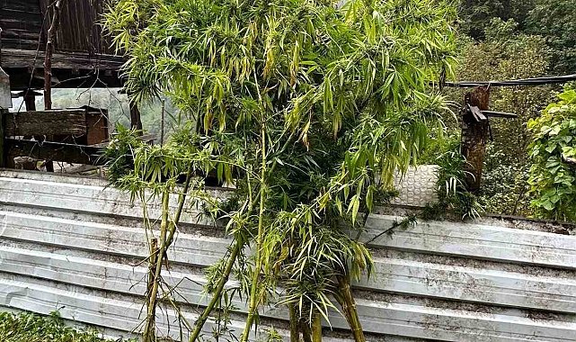 Artvin'de uyuşturucu operasyonu: 5 gözaltı