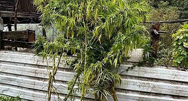 Artvin'de uyuşturucu operasyonu: 5 gözaltı