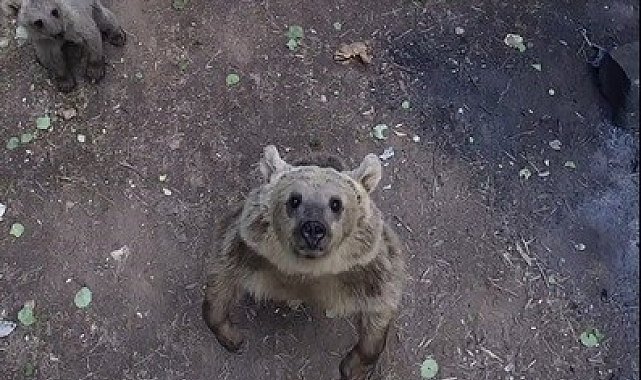 Ayıların dronla karşılaşması izleyenlere keyifli anlar yaşattı