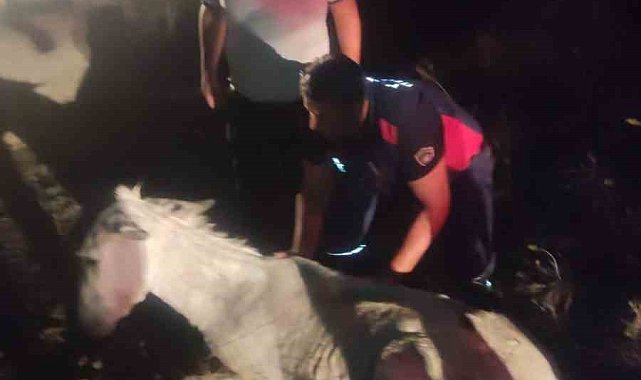 Balçığa saplanan eşek vinçle kurtarıldı