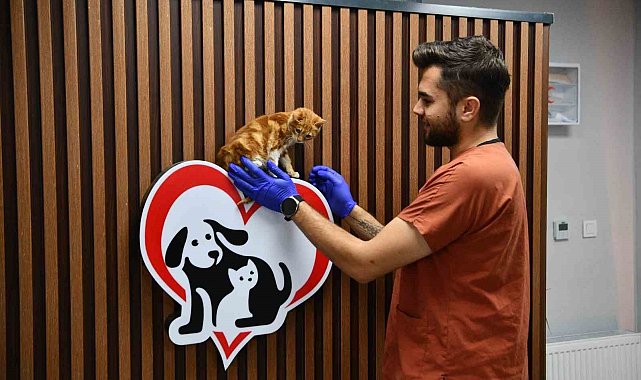 Balıkesir'de can dostlar Büyükşehir eliyle güvende