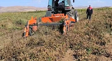 Bayburt'ta beyaz fasulye üretimi 3 bin dekara ulaştı