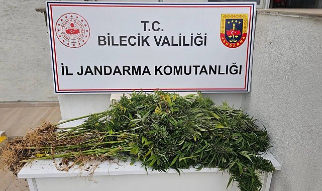 Bilecik'te kenevir operasyonu