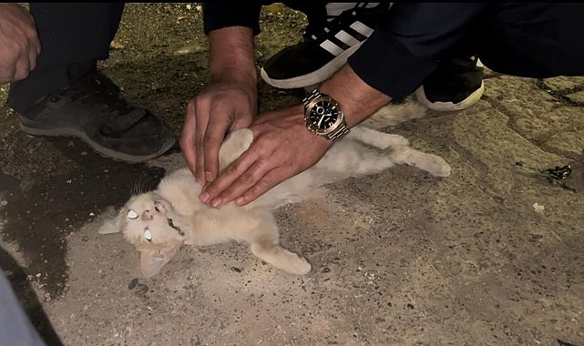 Bingöl'de itfaiye personelinden kediyi kurtarmak için kalp masajı