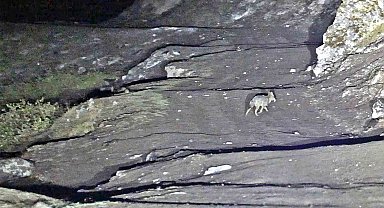 Budaklı kaplıcaları için vahşi hayvan uyarısı