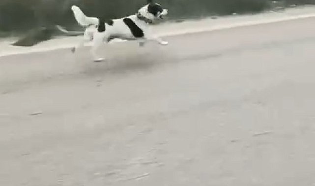 Bursa'da yağmura aldırış etmeden koşan köpek yürekleri burktu