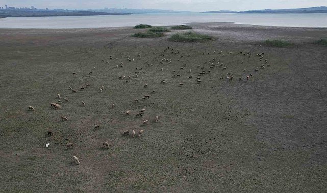 Büyükçekmece'de gölün büyük kısmı kurudu, koyunlar otlamaya başladı