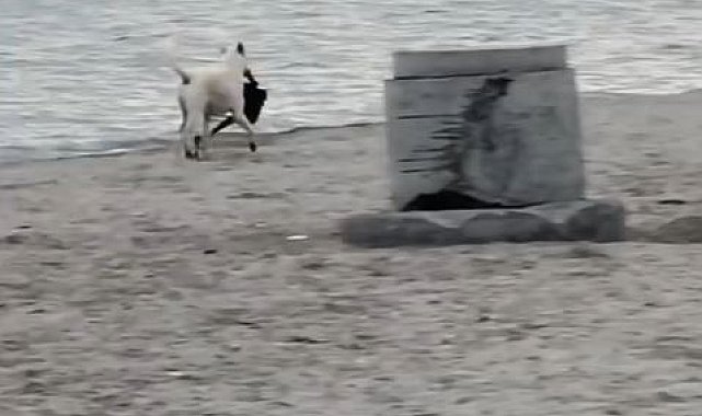 Büyükçekmece'de kapkaççı köpek kameraya yansıdı