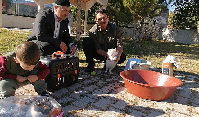 Cami imamı onlarca kediye bakıyor