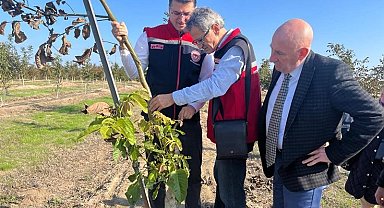 Ceviz bahçeleri büyüyor üretici yüzü gülüyor