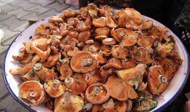 Çıntar pazar tezgahlarında yerini aldı