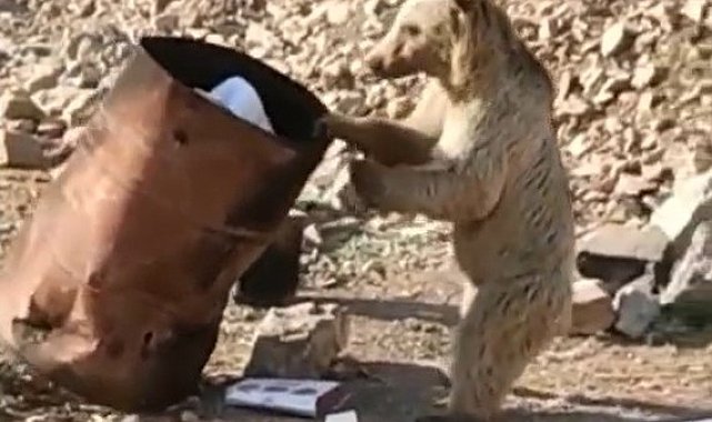 Çukurca'da yiyecek arayan ayı kameraya yansıdı