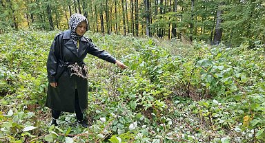 Domaniç'te genç girişimcinin 2 dönümlük ahududu bahçesini ayılar talan etti