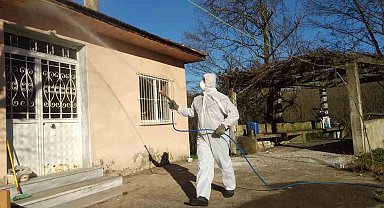 Düzce'de kahverengi kokarca ile kışlak mücadelesi devam ediyor