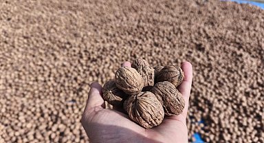 Edirne'de ceviz hasadı başladı