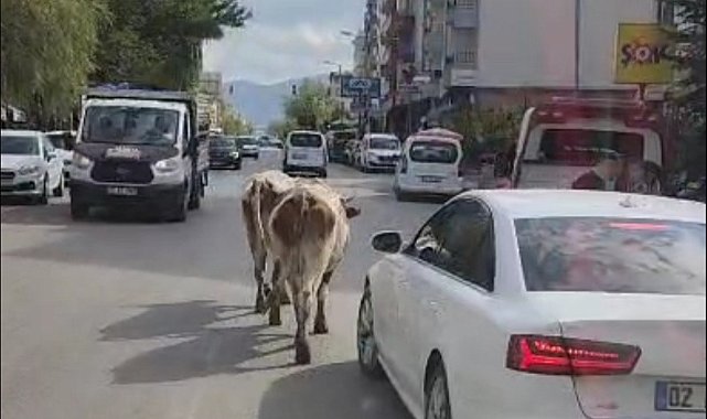 Elazığ'da caddeye çıkan inekler sürücülere zor anlar yaşattı