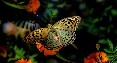 Elazığ'da kelebeklerin çiçeklerle buluşması görsel şölen oluşturdu