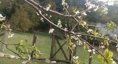 Erik ağacı ekim ayında çiçek açtı