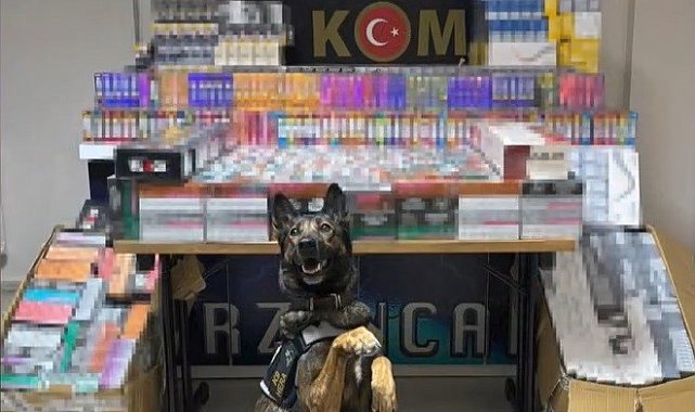 Erzincan'da dedektör köpeği hera, 11 bin 600 kaçak ürünü yakalattı