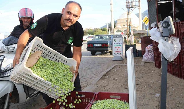 Fethiye'de zeytin hasadı başladı