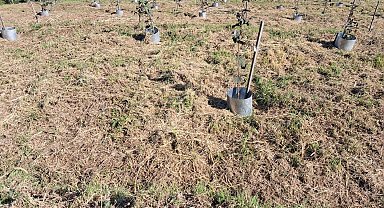 Fındıkta rekolte ve randıman artıracak çalışma