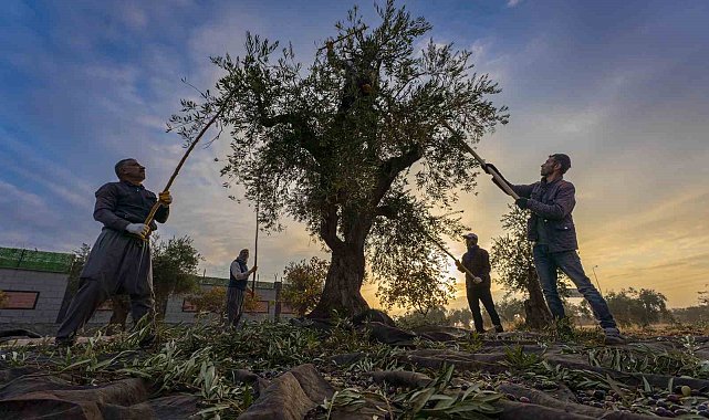 Gaziantep ve bölgede zeytin hasadı başladı