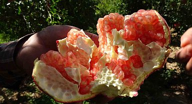Gaziantep'te nar hasadı başladı